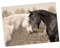 Tischset | Platzset abwaschbar – Liebende Pferde – 44 x 32 cm – aus hochwertigem Vinyl