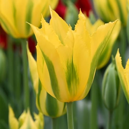 7 x Tulipa Viridiflora Green Mile – Yellow Fringed Flowers with Green Stripes – Spring Flowering Bulbs – Elegant Lily Flowering – Perennials – for Your Beautiful Garden