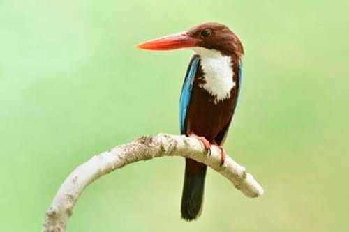 adrium Acryl-Bild 90 x 60 cm: Schöner roter Schnabelvogel, der auf Kurvenzweig über klarem grünem Hintergrund hockt, exotisches wildes Tier (150475789)