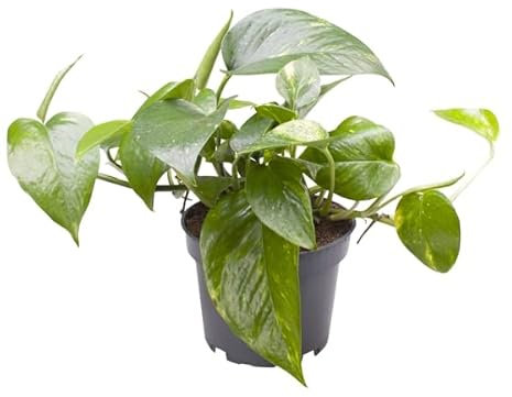 Poto Natural Planta Colgante de Interior con Grandes Hojas Verdes