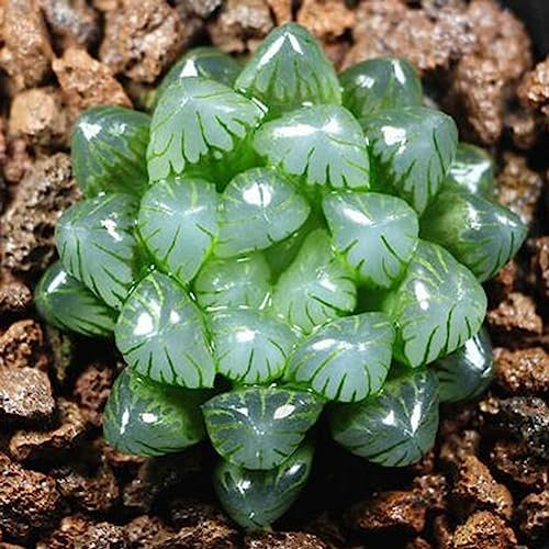 Generic Semi di piante grasse rare miste, 100 pezzi semi di piante grasse rare miste piante perenni giardino balcone decorazione bonsai Semi succulenti# 100pcs