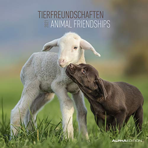 Tierfreundschaften 2021 - Broschürenkalender 30x30 cm (30x60 geöffnet) - Animal Friendships - Bild-Kalender - Wandplaner - mit Platz für Notizen - Alpha Edition