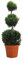KENTIS - Cupressocyparis Leylandii Castlewellan Gold - Drei Ball Zypresse - Echte Pflanzen für Garten - Balkon Pflanze - Hoch 90-110 cm Topf Ø 24 cm