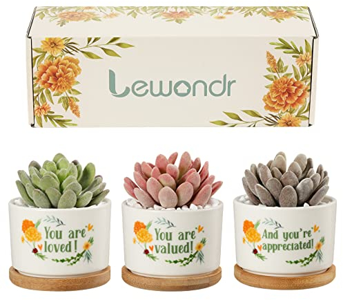 Lewondr Succulent Pots Small Plant Pots, Unique Birthday Gift for Women Friends Mom, Gift for Her, 3 Pack Succulent Planters Ceramic Cactus Pots Mini Flower Pots with Gift Box, Yellow