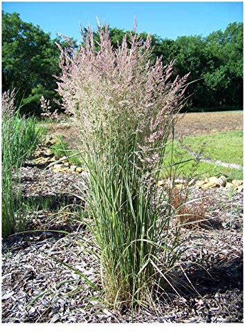 1 x Calamagrostis x acutiflora 'Overdam' im 1 Liter Topf (Ziergras/Gräser/Winterhart/Mehrjährig) Buntes Reitgras - Kontrastreiche Schönheit für Beete und Rabatten - Sichtschutz - von Stauden Gänge