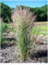 1 x Calamagrostis x acutiflora 'Overdam' im 1 Liter Topf (Ziergras/Gräser/Winterhart/Mehrjährig) Buntes Reitgras - Kontrastreiche Schönheit für Beete und Rabatten - Sichtschutz - von Stauden Gänge