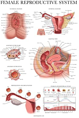 Palace Learning Anatomisches Poster für weibliche Anatomie, laminiert, 45,7 x 61 cm