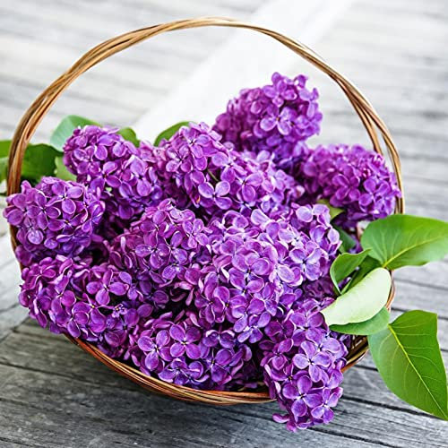 Saterkali Semi Lilla, 25 Pz/Borsa Semi Lilla Fiore Viola ad Alto rendimento Facile da Coltivare Piantine Lilla Naturali per Bonsai Semi di Syringa vulgaris