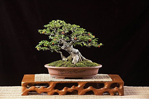 Halb-Bodhi-Baum – Ficus Religiosa – Heilige Feige – 50+ Bonsai