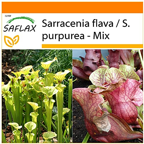 SAFLAX - Jardin dans le sac - Sarracénie pourpre - 10 graines - Sarracenia flava/S. purpurea - Mix