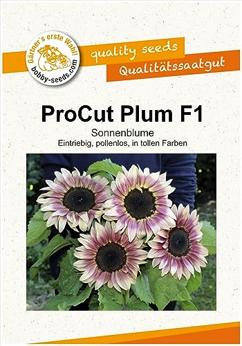 ProCut Plum F1 Sonnenblumensamen von Bobby-Seeds Portion