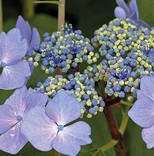 Hortensie Hydrangea macrophylla 'Nizza' 20-30 cm – Pflegeleichte Blühpflanze für Garten & Balkon, Dekorative Rosa-Blüten