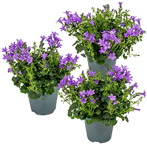 3x Campanula Ambella viola intenso - campanula - copertura del suolo - Resistenza invernale - Dimensioni: 10,5 cm-15-20 cm