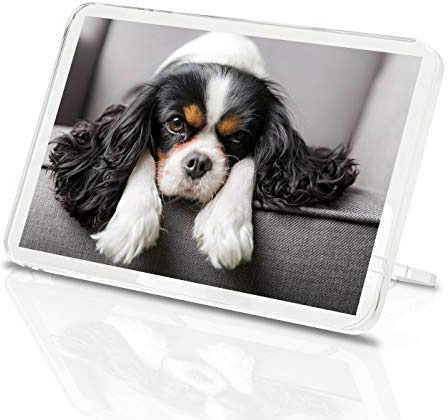 Destination 12388 Kühlschrankmagnet, Vinyl, Motiv: Cavalier King Charles Spaniel, klassischer Kühlschrankmagnet – Hund Welpe