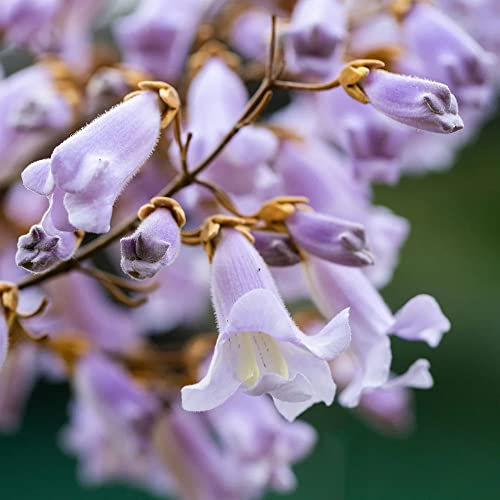 kiribaum samen kaufen,Paulownia tomentosa,kiri baum baumsamen,balkon deko winterharte kübelpflanzen deko pflanzen bäume garten winterhart bonsai bäumchen 30 Stück