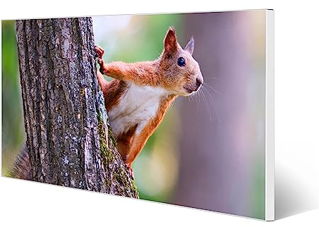 banjado Magnettafel weiß 78 x 37cm / Magnetwand Metall/Magnetpinnwand als Memoboard/Pinnwand Magnettafel Küche, Büro, Kinderzimmer inkl. 4 Magnete & Montageset - Motiv Eichhörnchen