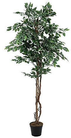 Europalms 82506116 Ficus d'Argento Benjamini, 180 Centimetri