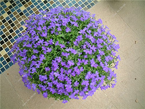 Blau Leinenblumensamen Perennial Blumensamen Vier Jahreszeiten Blume Tropische Zierpflanzen Außen Bonsai Flax Semilla 100 PC-8