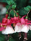 Huifang Fresh 100 Stück Fuchsien Blumensamen zum Anpflanzen weiß 2