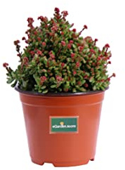Pianta di Crassula Pubescens pianta grassa pianta da esterno pianta succulenta a fiore bianco pianta ornamentale di Crassula pianta tappezzante pianta vera venduta da eGarden.store