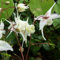 6x Elfenblume Normale - Epimedium grandiflorum - Topf 9x9cm