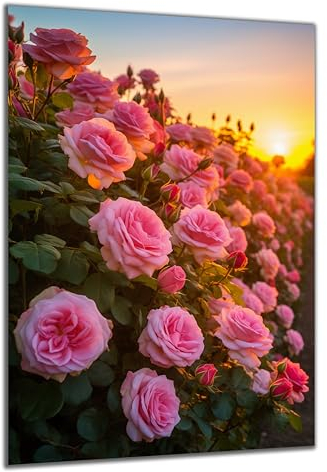 DARO Design - Wand-Bild auf 6mm HDF 70x50 cm rosa Rosen - Wand-Deko Bilder Geschenk