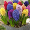 jacintos bulbos bulbos de flores exterior raras ulbos otoño bulbos otoño interior flores bulbos bulbos de plantas