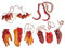 Toyvian 8pcs Halloween Organ Chainsaw Skeleton Hands Props Halloween Skeleton Halloween Decorations Skeleton Decoration Fake Hand Animated Halloween Prop Halloween Hand Joint Zombie Rubber