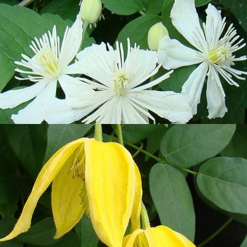 2 x Clematis Kletterpflanzen: Clematis Summer Snow & Clematis Tangutica - Weiß und Gelb, Mehrjährig & Winterhart | 2 x 1,5 Liter Töpfe