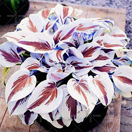New 50pcs Hosta Seeds Seeds for Gardening White red: Only Seeds