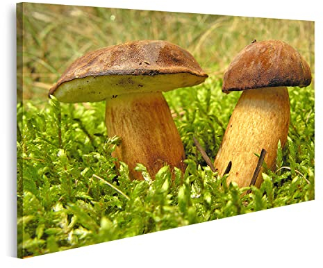 islandburner Prime Bild auf Leinwand Wilde Pilze Waldpilze Gnomenwald wild Farn Moos Natur Essen Wald Baum Städte Landschaften Bilder Wandbilder Poster