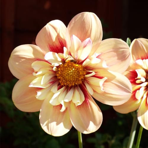 Winterhartes,Dahlienzwiebeln,Dahlia Pompon,Dahlien Knollen Groß,Winterharte Zwiebeln,Natürlich,Dahlien Knollen Winterhart MehrjäHrig,Seltene Pflanzen-2 Knollen-E