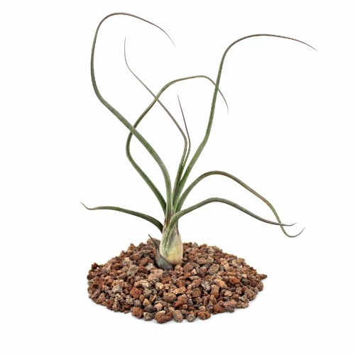 Tillandsia baileyi - Planta Suelta
