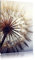 Pixxprint Schöne Pusteblume, Größe: 120x80cm, Leinwandbild, fertig gespannt, Wandbild, Dekoration, Kunstdruck, kein Poster