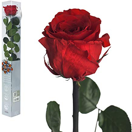 Ewige Rose - 50cm ROT - Echte Rosen, gefriergetrocknet, infinity Blumen mit Stiel und Blättern - Heiratsantrag Deko, infinity rosen, Ewig blühende Rose