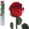 Ewige Rose - 50cm ROT - Echte Rosen, gefriergetrocknet, infinity Blumen mit Stiel und Blättern - Heiratsantrag Deko, infinity rosen, Ewig blühende Rose