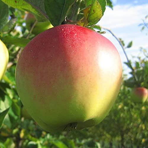 Riesenboiken historische robuste Apfelsorte Mostapfel Buschbaum Topfballen M7