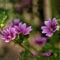 200 pcs Wilde Malve Samen, Wildblumensamen, Winterharte Stauden, Malve Malva Sylvestris Pflanztöpfe Luftreinigende Zimmerpflanzen Bienenfreundliche Blumensamen, Exotische Pflanzen