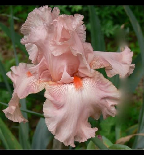 Bulbos de flores exterior iris - Iris germanica bulbos - bulbos de flores exterior todo año - Fácil de cultivar, florece en el jardín de verano.-4bulbos-H