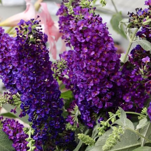100 pz Semi resistenti di Buddleia, Buddleia Semi di fiori perenni resistenti, piante da balcone resistenti Buddleja, Buddleia tricolore semi di fiori semi di regali per gli ospiti