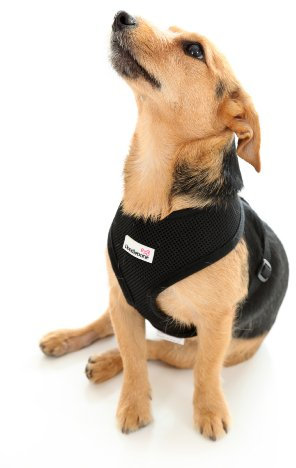 Doodlebone Airmesh Hundegeschirr, gepolstert, weich, atmungsaktiv, sanft zum Hals des Hundes, um Prellungen zu vermeiden, Größe M, Schwarz