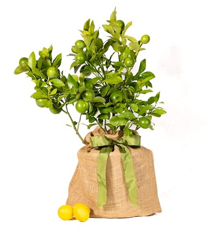Meyer Lemon Gift Tree, Dwarf Fruit Tree with Sweet Juicy Lemons, Live Indoor and Outdoor Citrus Plant, Housewarming Gift by The Magnolia Company, No Shipping to TX, LA, AZ, AL, CA
