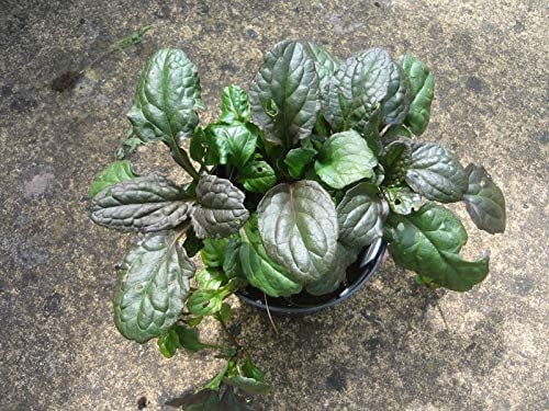 Portal Cool 2 Bugle Herb - Ajuga reptans Piante - Viola/Foglie Verdi con Fiori Viola