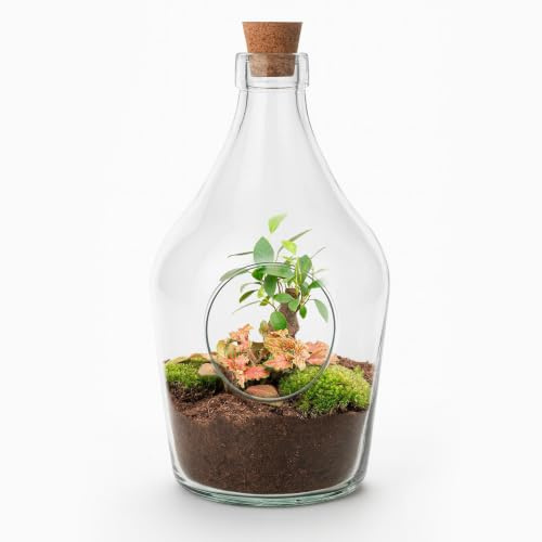 Offener Flaschengarten „John“ 30cm – Bonsai & Ruby Lime Fittonia – Glasflaschenterrarium mit Moos – Natürliches Mini-Ökosystem – Dekoratives Geschenkset mit Start-Kit & Pflanzen