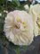 Stammrose Pastella® - Rosa Pastella - fruchtiger Duft