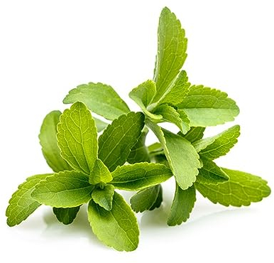 350 pcs stevia pflanze samen - saatgut gemüse,Stevia rebaudiana, exotische pflanzen winterhart topfpflanzen draußen winterhart seltene pflanzen büropflanzen balkon kräutergarten