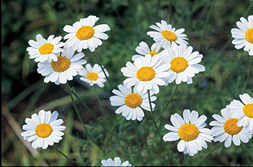 500 semillas del crisantemo Semillas cinerariafolium, Semillas piretro