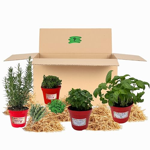 P. Piantine da Orto | Kit Orto Pronto Balcone della Pizza, 1 Pianta di Origano, 1 Basilico, 1 Maggiorana, 1 Rosmarino, Tot 4 Piantine in Vaso Ø 14 cm, Vere da Esterno Aromatiche, Vivaio Italiano