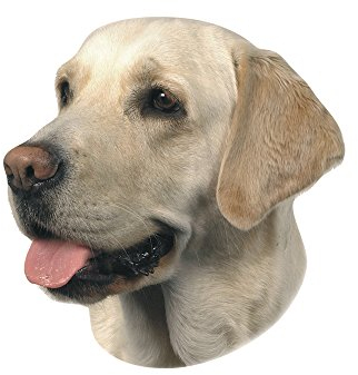 Nobby 93265 Aufkleber Labrador, hell
