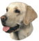 Nobby 93265 Aufkleber Labrador, hell